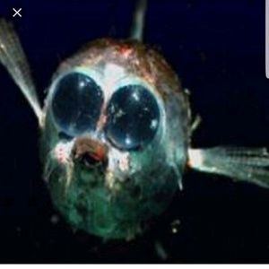 Meet your Posher, Howard